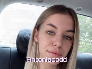 Antoniacodd