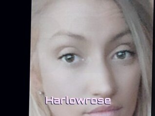 Harlowrose